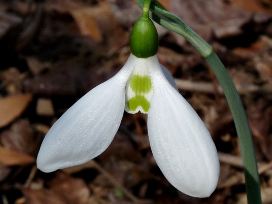 {Galanthus nivalis}
